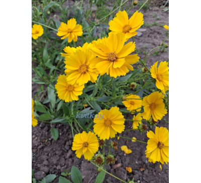 Кореопсис ланцетолистий (Coreopsis lanceolata)